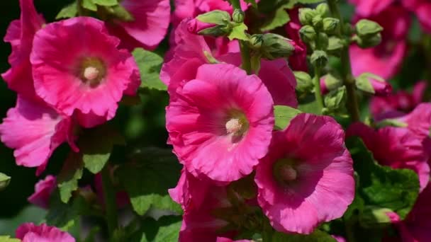 O belo malva decorativa rosa é closeup — Vídeo de Stock