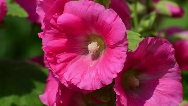 La hermosa malva decorativa rosa es primer plano — Vídeos de Stock