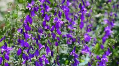 Çiçeklikte bir sürü pembe çan çiçeği var.