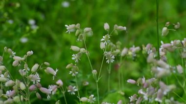 Sessiz kabalık - karanfil ailesinin yabani çiçeği