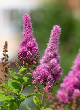 Güzel Pembe Buddley Süslü Çalı