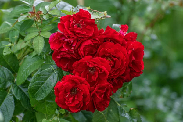Beautiful Scarlet Ground Roses Flower Bed — Stock Photo, Image