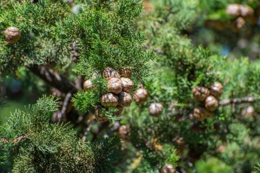 Külahlı selvi ağacının güzel dalı
