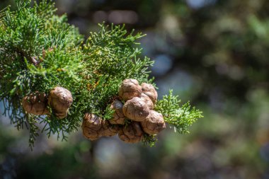 Külahlı selvi ağacının güzel dalı