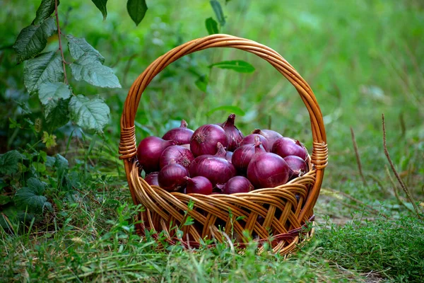 Cesta Con Cebollas Rojas Encuentra Hierba — Foto de Stock