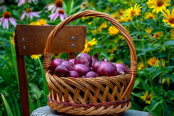 Корзина с красным луком стоит на стуле на фоне цветочного сада — стоковое фото