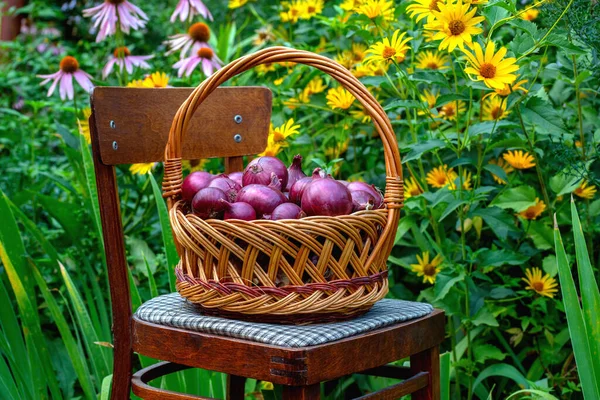 Cesta con cebollas rojas se coloca en la silla sobre el fondo del jardín de flores — Foto de Stock