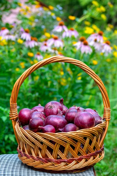 Basket Red Onions Stands Chair Background Flower Garden — Stock Photo, Image