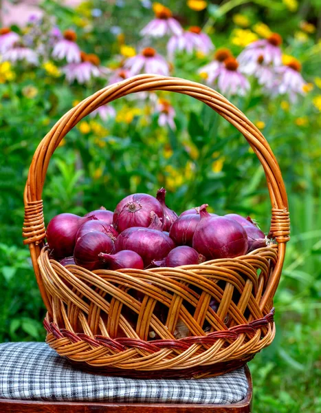 Basket Red Onions Stands Chair Background Flower Garden — Stock Photo, Image