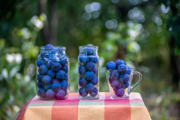 Ciruelas Frescas Frascos Preparados Para Enlatado — Foto de Stock