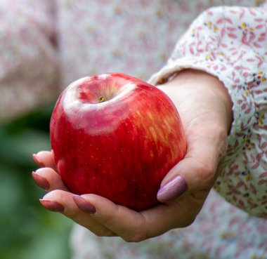 Güzel kırmızı elma dişinin elinde