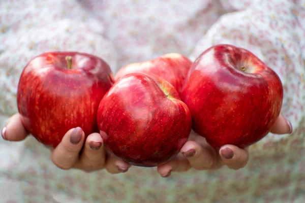 Beautiful Red Apples Female Hands — Stock Photo, Image