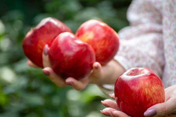 Beautiful Red Apples Female Hands — Stock Photo, Image