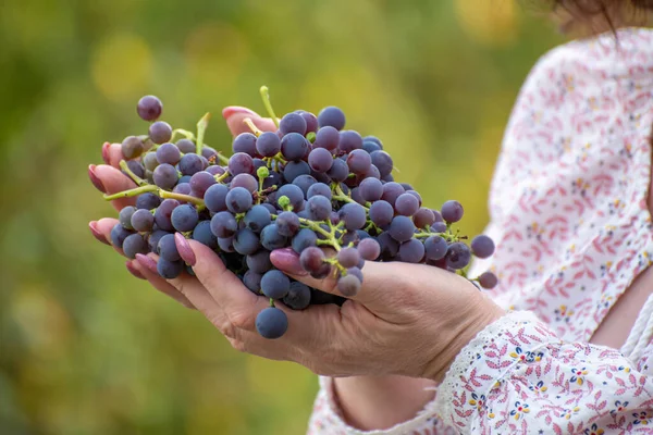 イザベラは女性の手にブドウ ワイン製造に用いられる — ストック写真