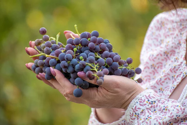 Uvas Isabella Manos Femeninas Utilizado Vinificación Imagen De Stock