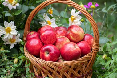 Elmalı sepet soğan çimenlerde duruyor.