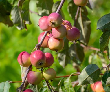 Bahçedeki ağaçta olgun kırmızı elmalar