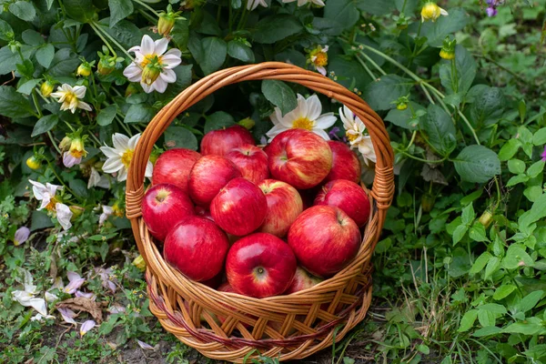 Cesta Con Cebollas Manzanas Encuentra Hierba — Foto de Stock