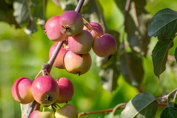 Reife Rote Äpfel Auf Baum Garten — Stockfoto