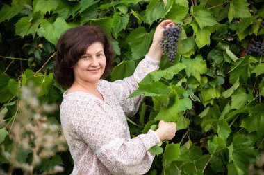 Kadın bahçesinden üzüm topluyor.