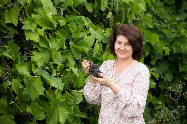 Isabella Grapes Female Hands Used Winemaking — Stock Photo, Image