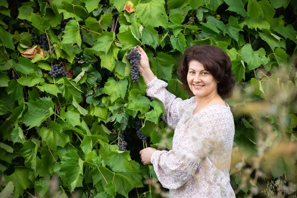 Donna Raccoglie Uva Nel Suo Giardino — Foto Stock