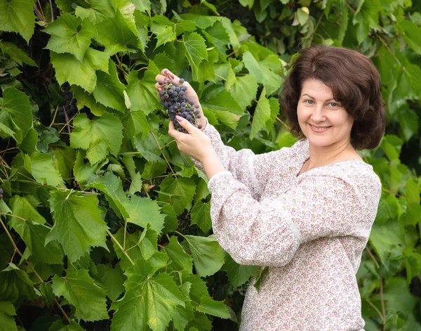 Mujer Recoge Uvas Jardín — Foto de Stock