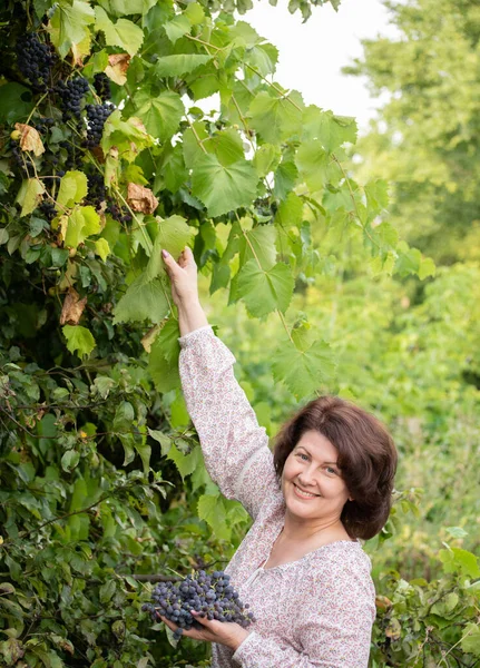 Donna Raccoglie Uva Nel Suo Giardino — Foto Stock