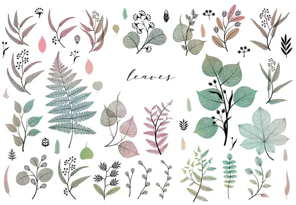 Gałęzi Liści Jesień Wiosna Lato Vintage Ilustracji Botanicznych Kwiatowy Elementy — Zdjęcie stockowe