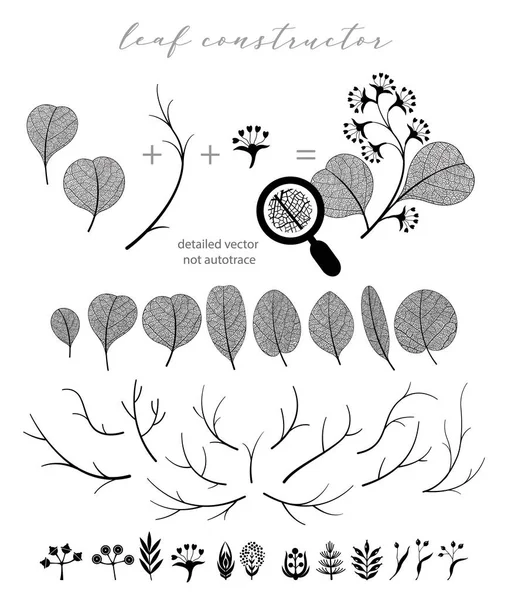 Gran Colección Rama Vectorial Hoja Eucalipto Otoño Primavera Verano Ilustración — Vector de stock