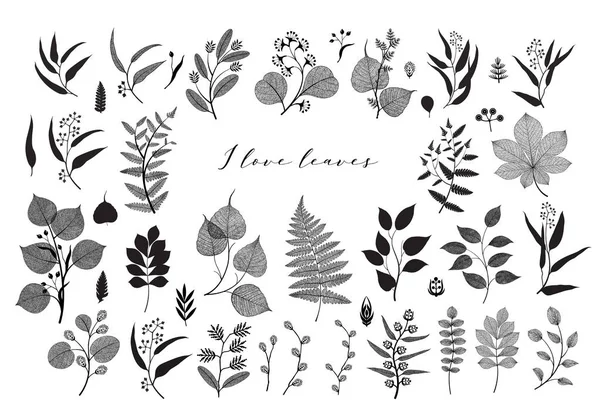 Velká Sada Větví Listí Podzim Jaro Léto Vintage Botanická Ilustrace — Stockový vektor