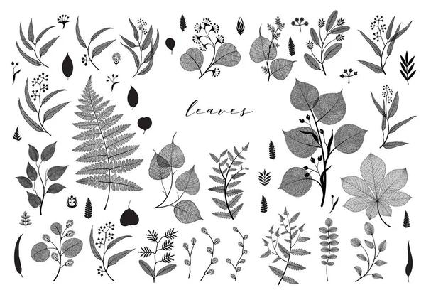 Duży Zestaw Gałęzi Liści Jesień Wiosna Lato Vintage Ilustracji Botanicznych — Wektor stockowy