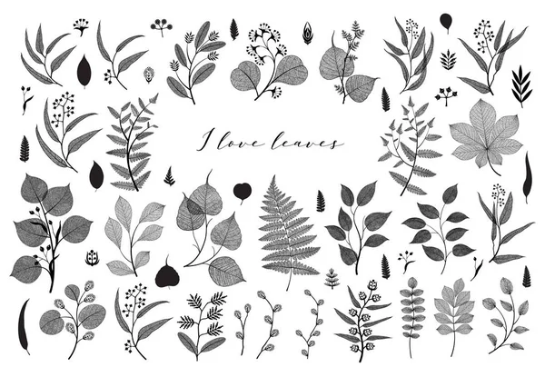 Una Grande Serie Rami Foglie Autunno Primavera Estate Illustrazione Botanica — Vettoriale Stock