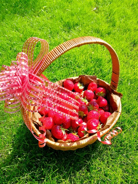 Aardbeien Tuin — Stockfoto