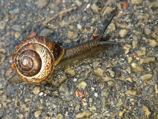 Very Small Snail — Stock Photo, Image