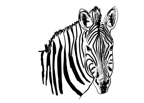 Zebra Branco — Vetor de Stock