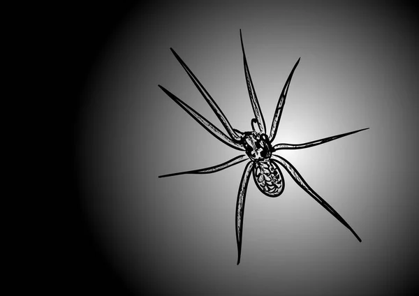Araignée Sur Noir — Image vectorielle