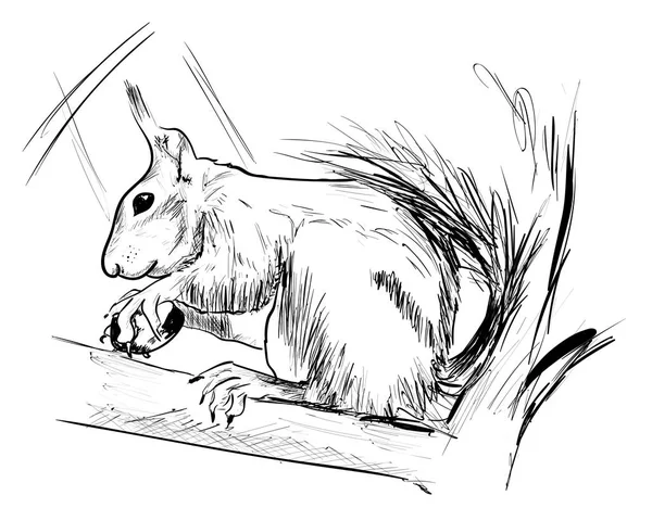 森林里的松鼠 — 图库矢量图片