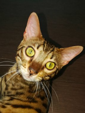 küçük bir bengal kedisi