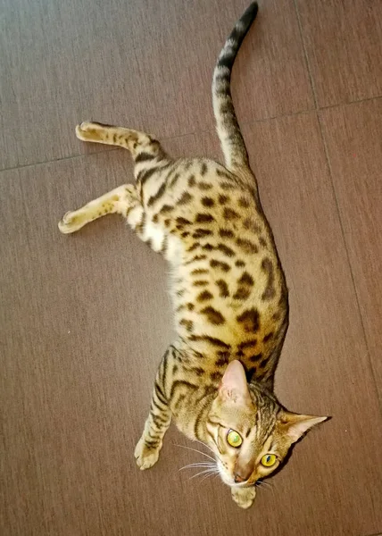 Pequeño Gato Bengala — Foto de Stock