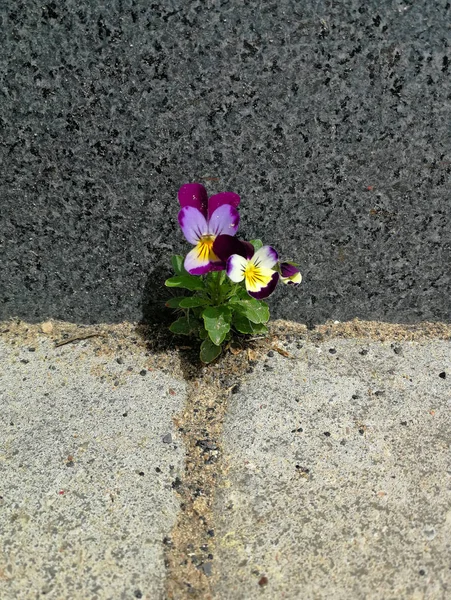Flower Stone — Stock Photo, Image