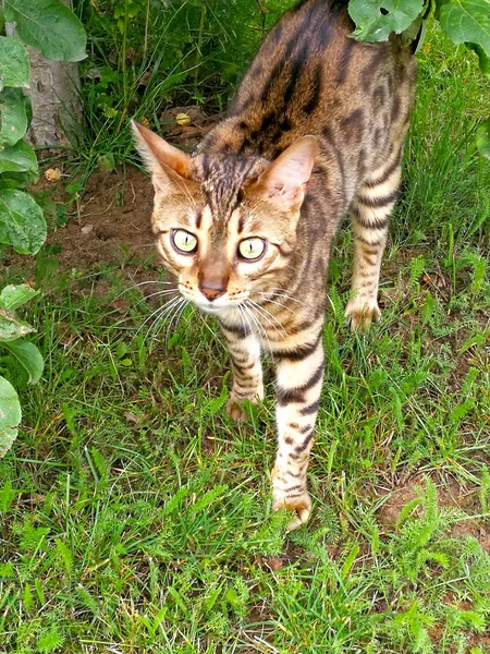 Çimenler Üzerinde Bir Kedi — Stok fotoğraf