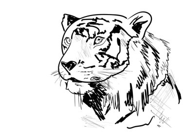 bir kaplan başkanı