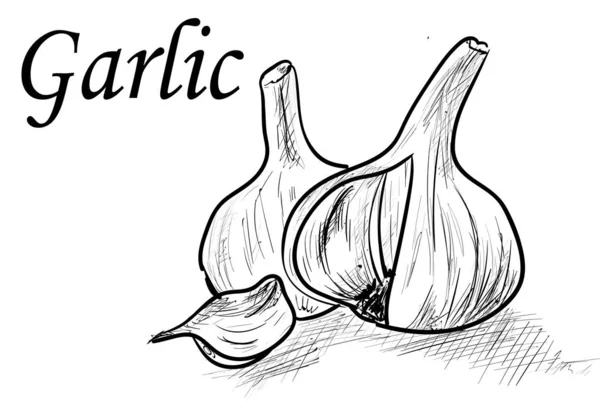 Garlic1 — Stock vektor