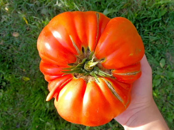 Very Big Tomato — Stock Photo, Image