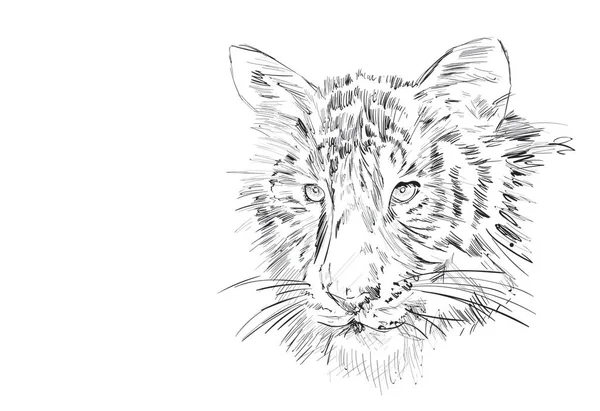 Une Tête Tigre — Image vectorielle