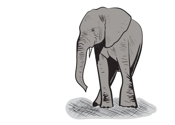 Una Ilustración Elefante Grande — Vector de stock