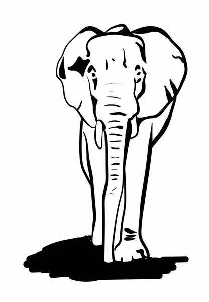 Elefante Blanco — Vector de stock