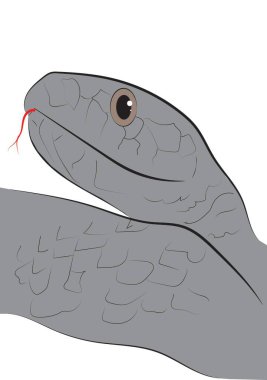 Bir yılanın çizimi