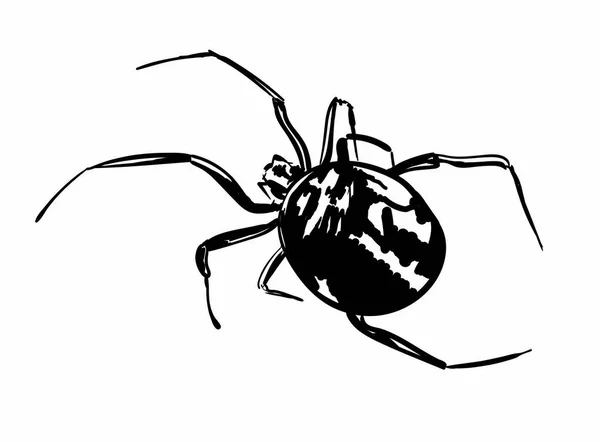 在白色背景上隔离的蜘蛛 — 图库矢量图片